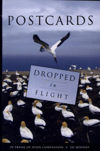 Cover of Postcards Dropped in Flight