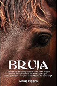 Picture of a horse's eye