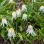 Alpine flowers
