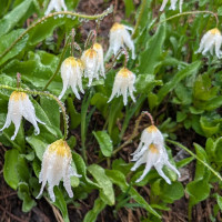 Alpine flowers
