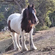 my old pony Billy 